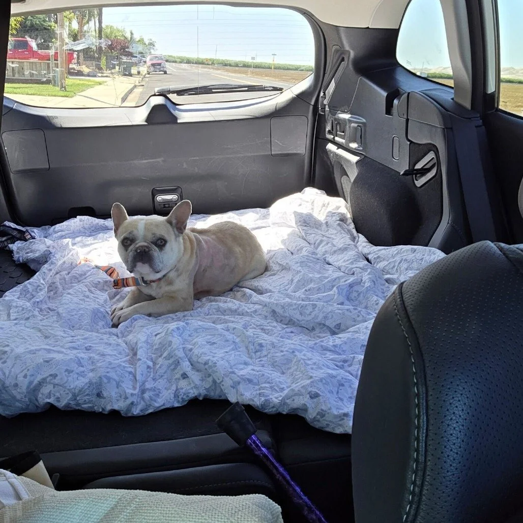 Opal before adoption