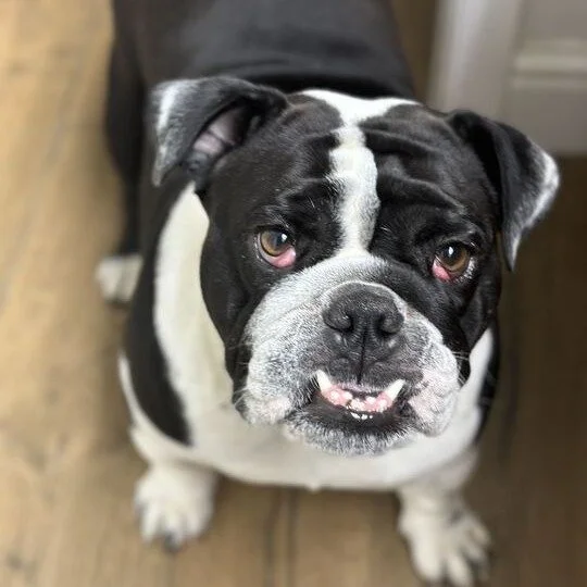 Torta before adoption