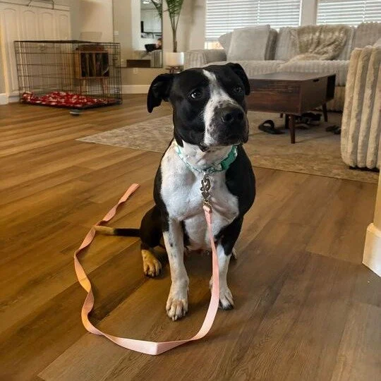 Millie before adoption