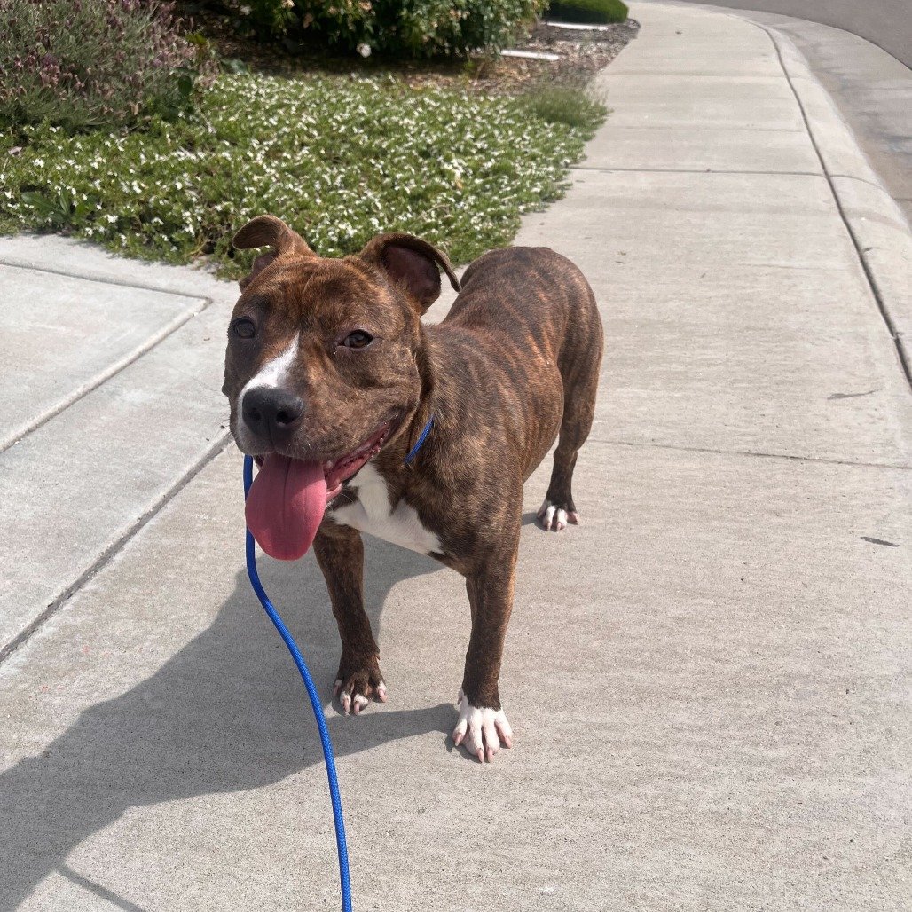 April before adoption