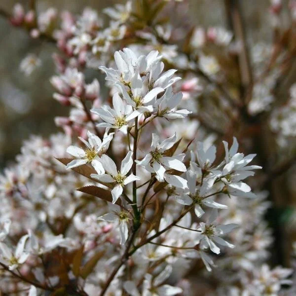 Amelanchier lamarckii ornamental tree