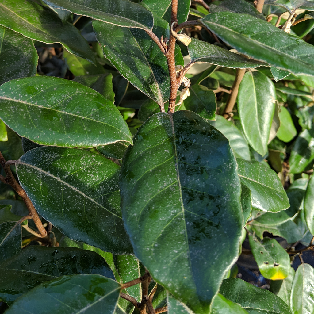 Oleaster Elaeagnus submacrophylla evergreen hedging with silver-backed leaves