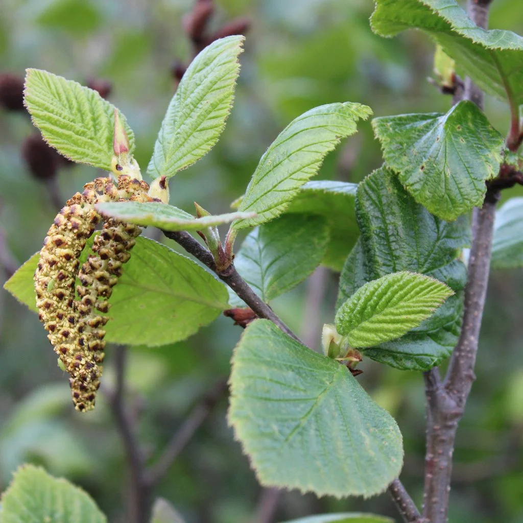 Common Alder tree