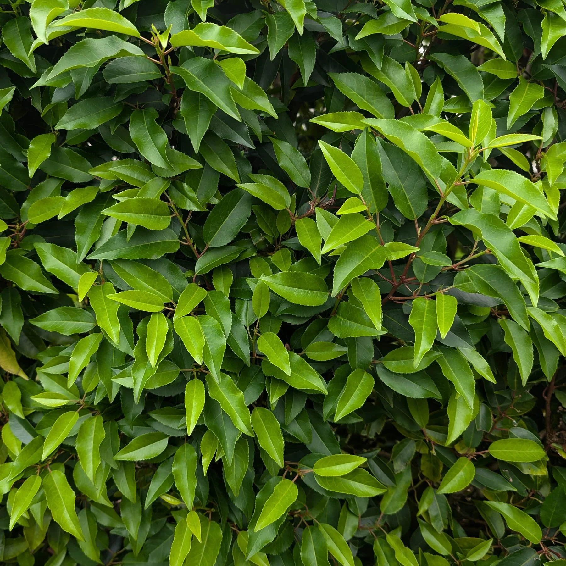 Portuguese Laurel evergreen tree
