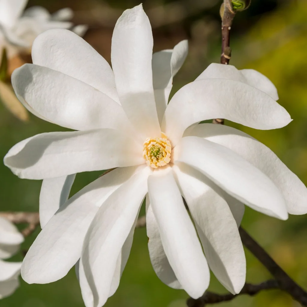 White star-shaped Magnolia stellata flowers