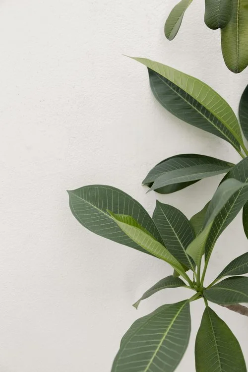 Potted rubber tree plant in Angela’s workspace