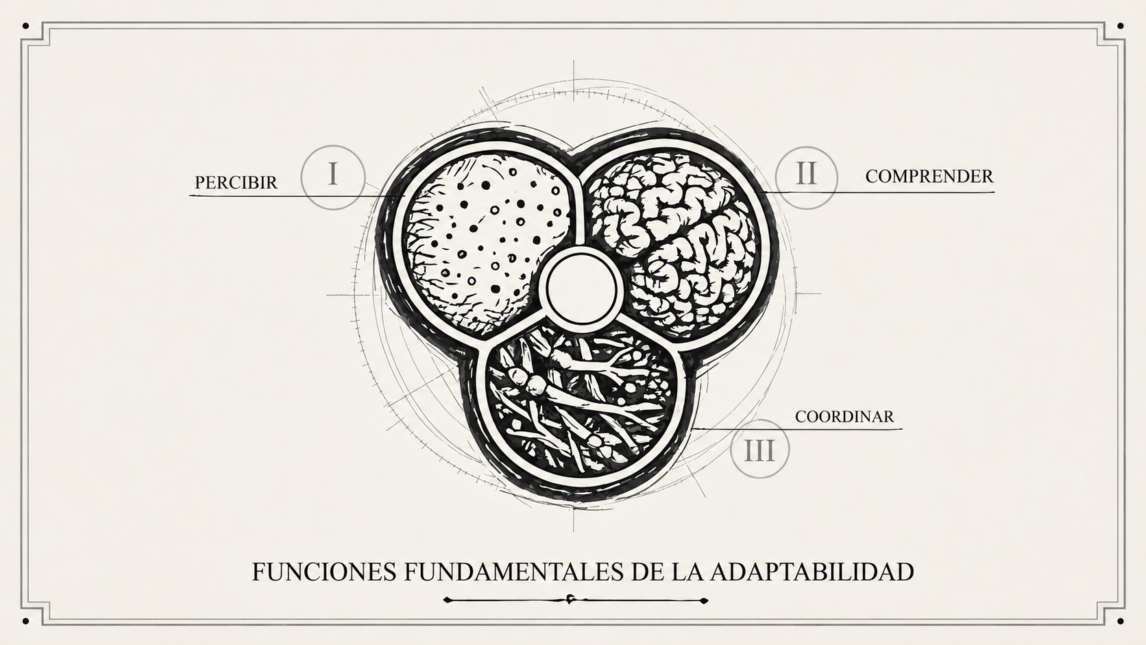Funciones de la adaptabilidad