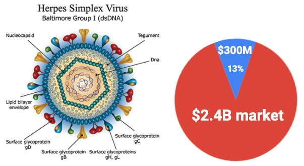 Вирус простого герпеса патогенез. Hsv 1 тип. Вирус герпеса 1 типа строение. Вирус герпеса эпидемиология. Hsv 1 тип.