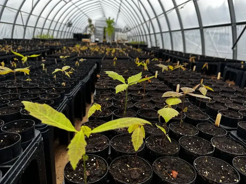 Planting hardwoods today will re-create the double canopy forest.