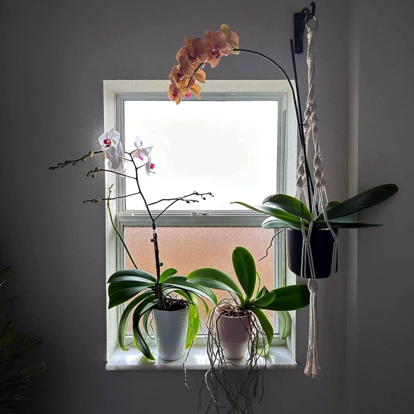 Orchid on a pebble tray to increase humidity