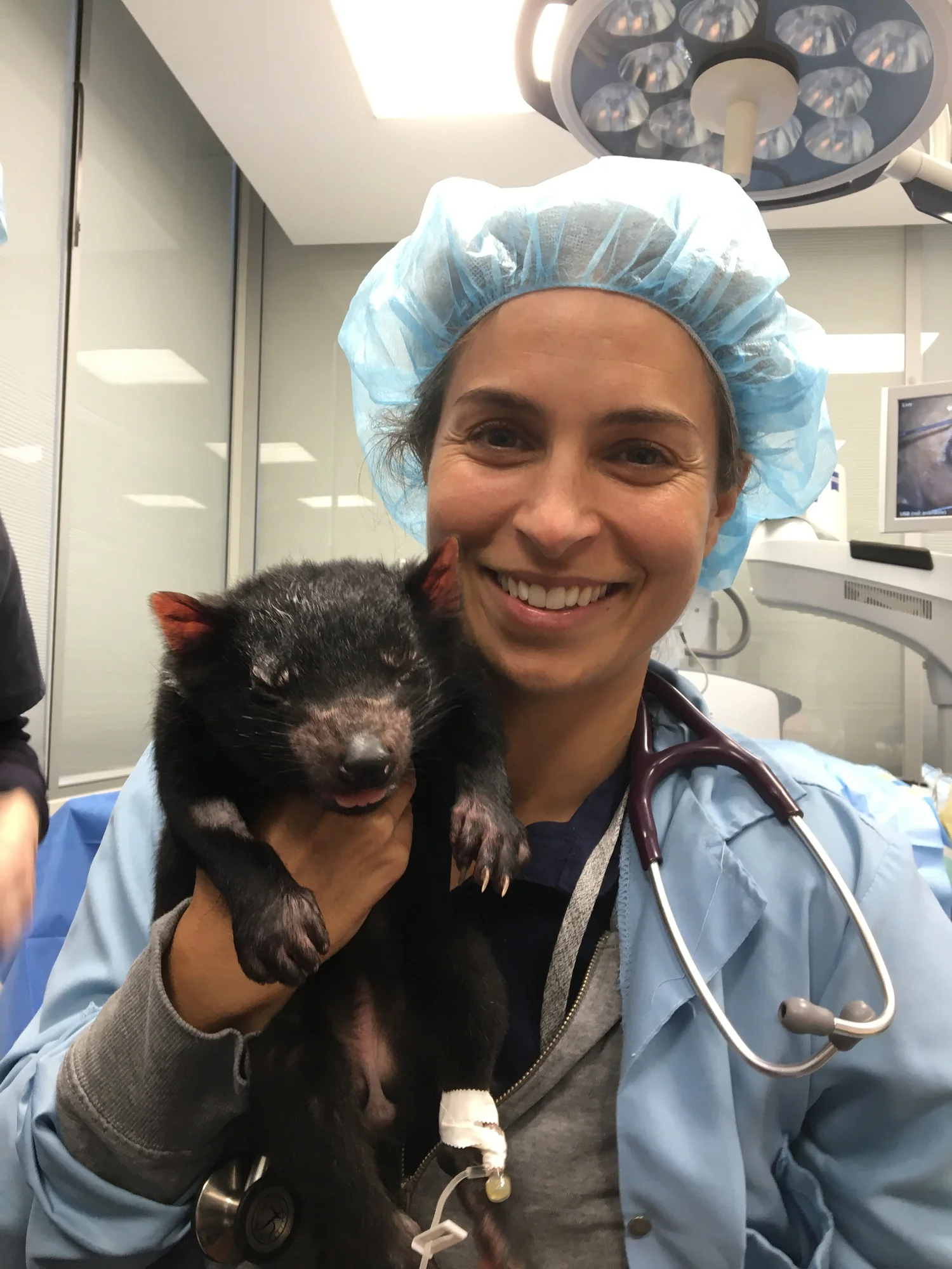 Dr Keely Wilson in theatre holding an anaesthetised Tasmanian devil