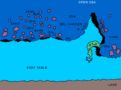Eel Garden
