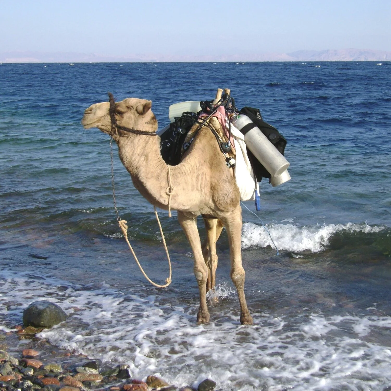Camel Diving