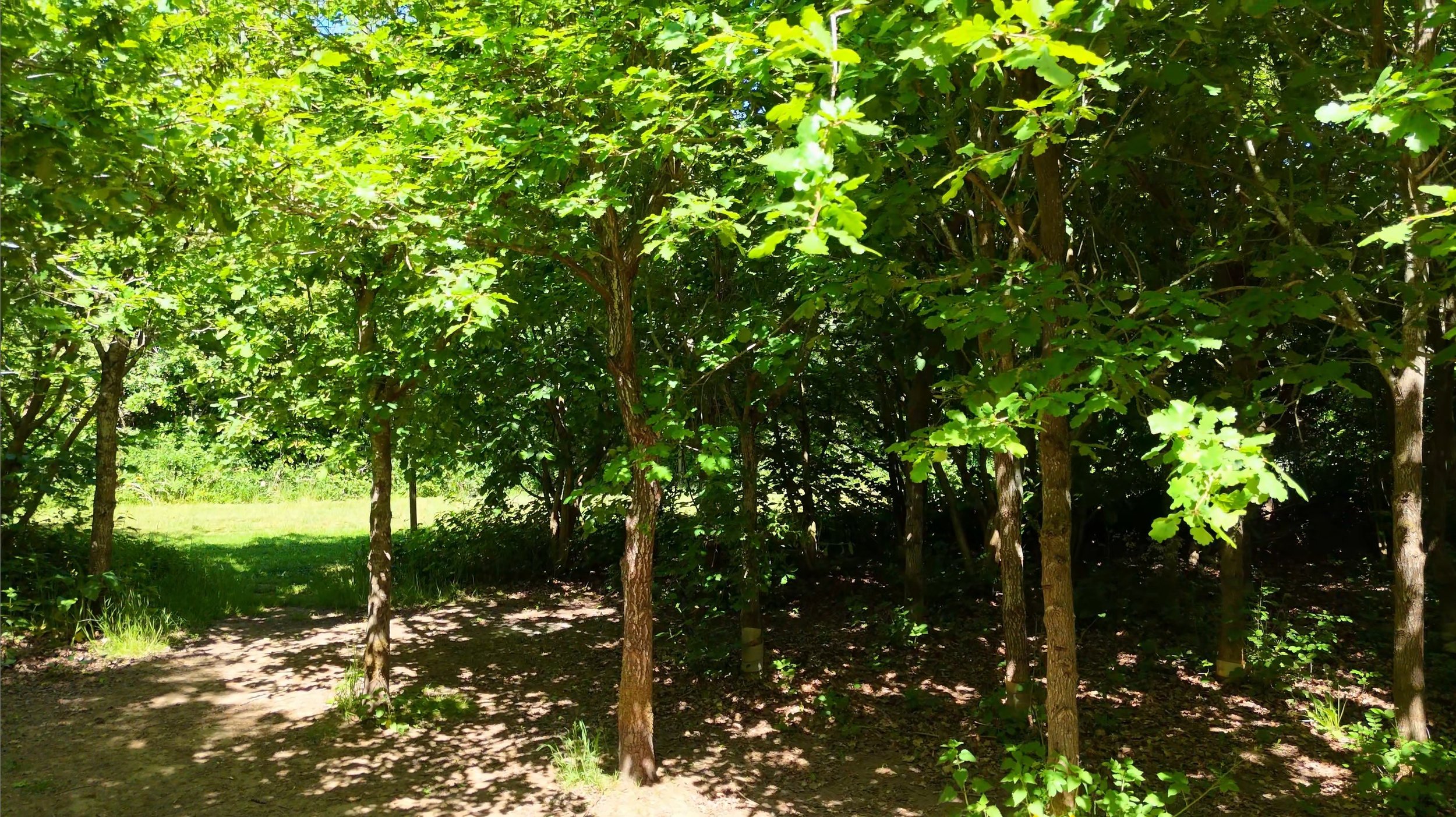Trees and woodland ride at Nethercote Wood in Leicestershire