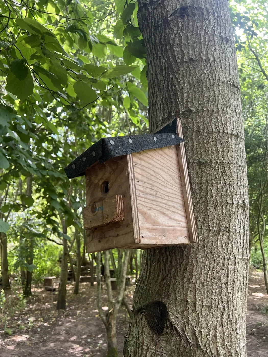 Wooden bird box with a felt-covered roof attached to a tree at Nethercote Wood