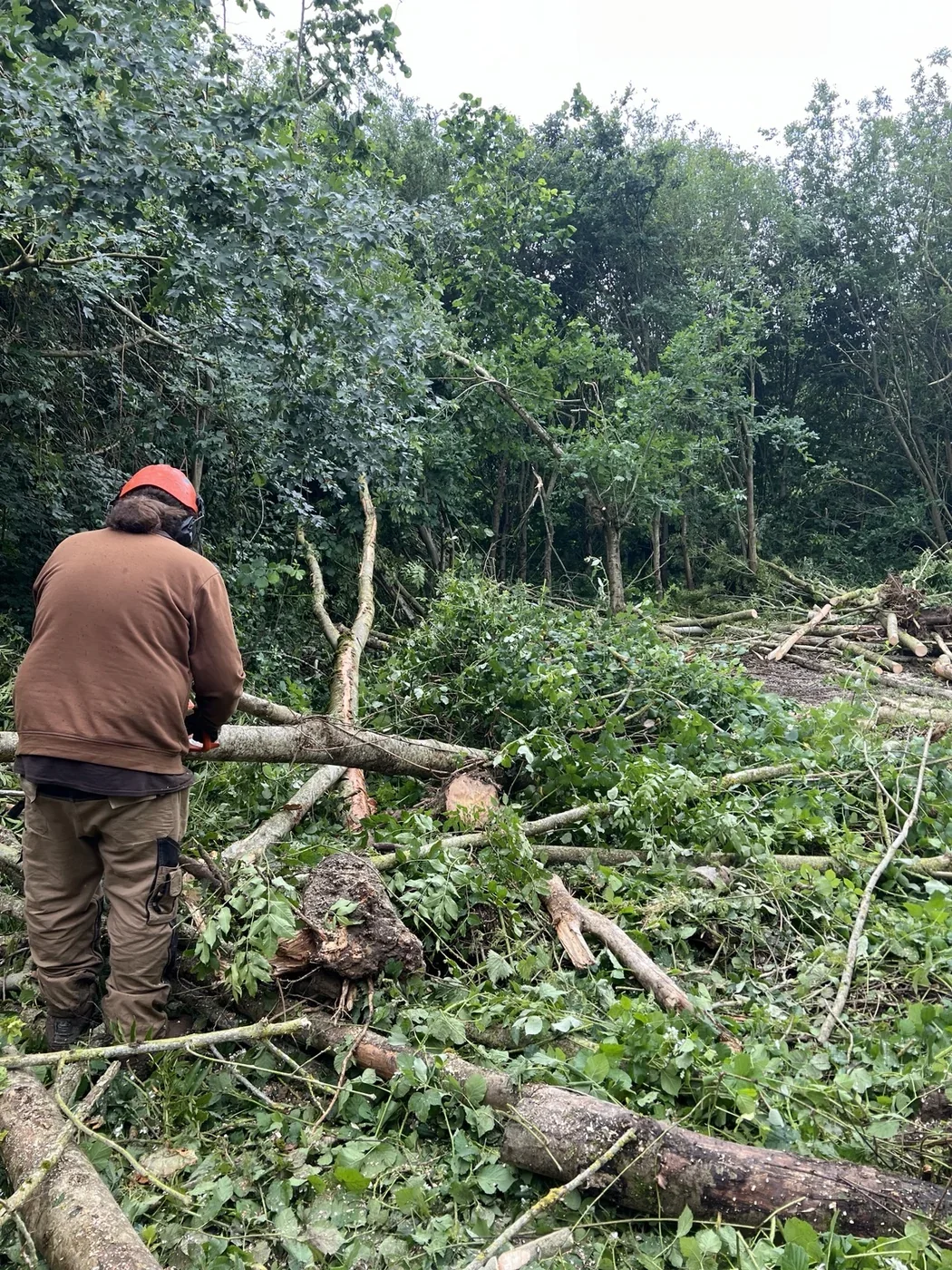 Woodland worker among cut branches during ash dieback clearance at Nethercote Wood