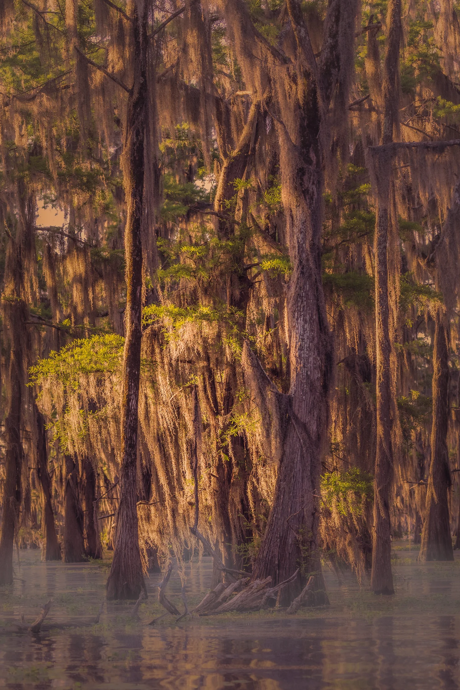 Where Stillness Gathers — Peggy Swords