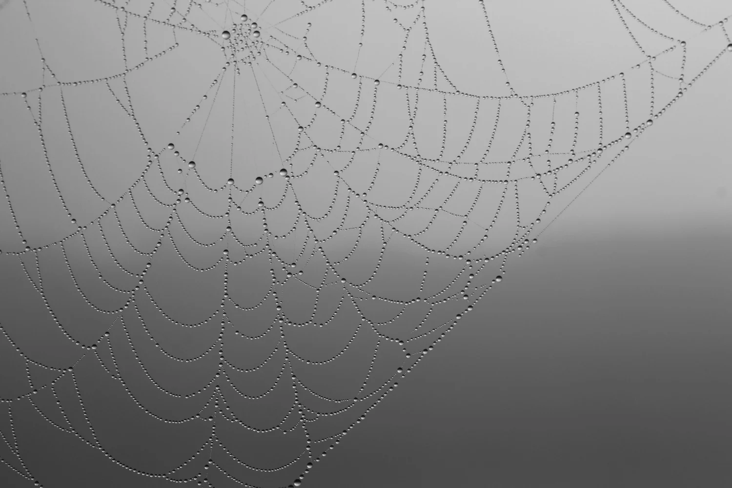 Web — Greg Blair