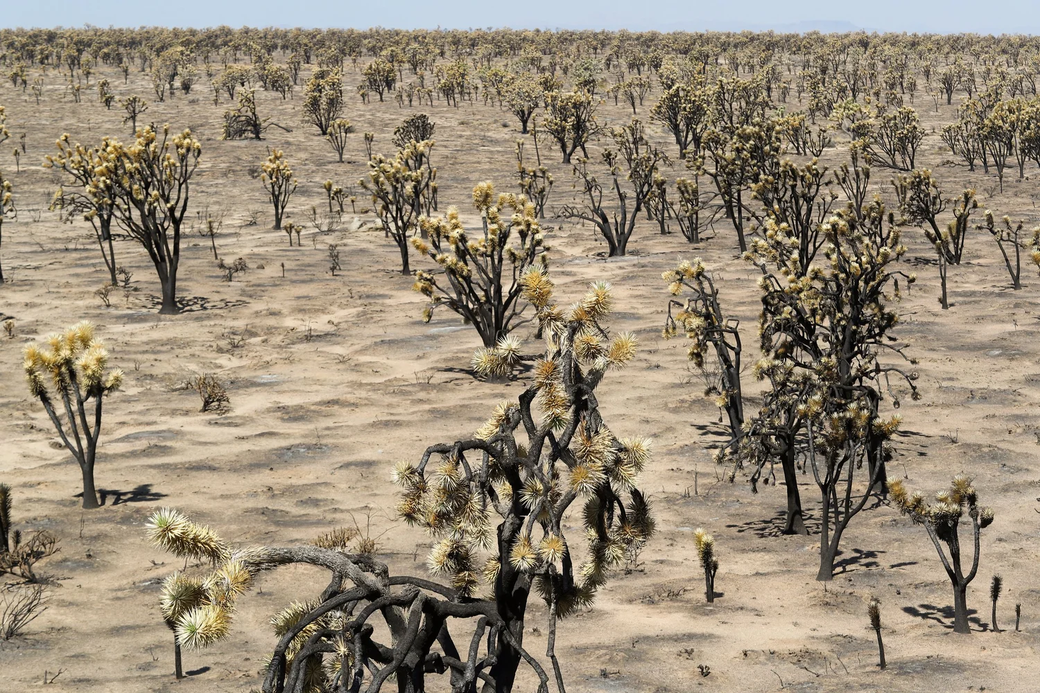 Joshua Trees Fire Aftermath — Jay Calderon