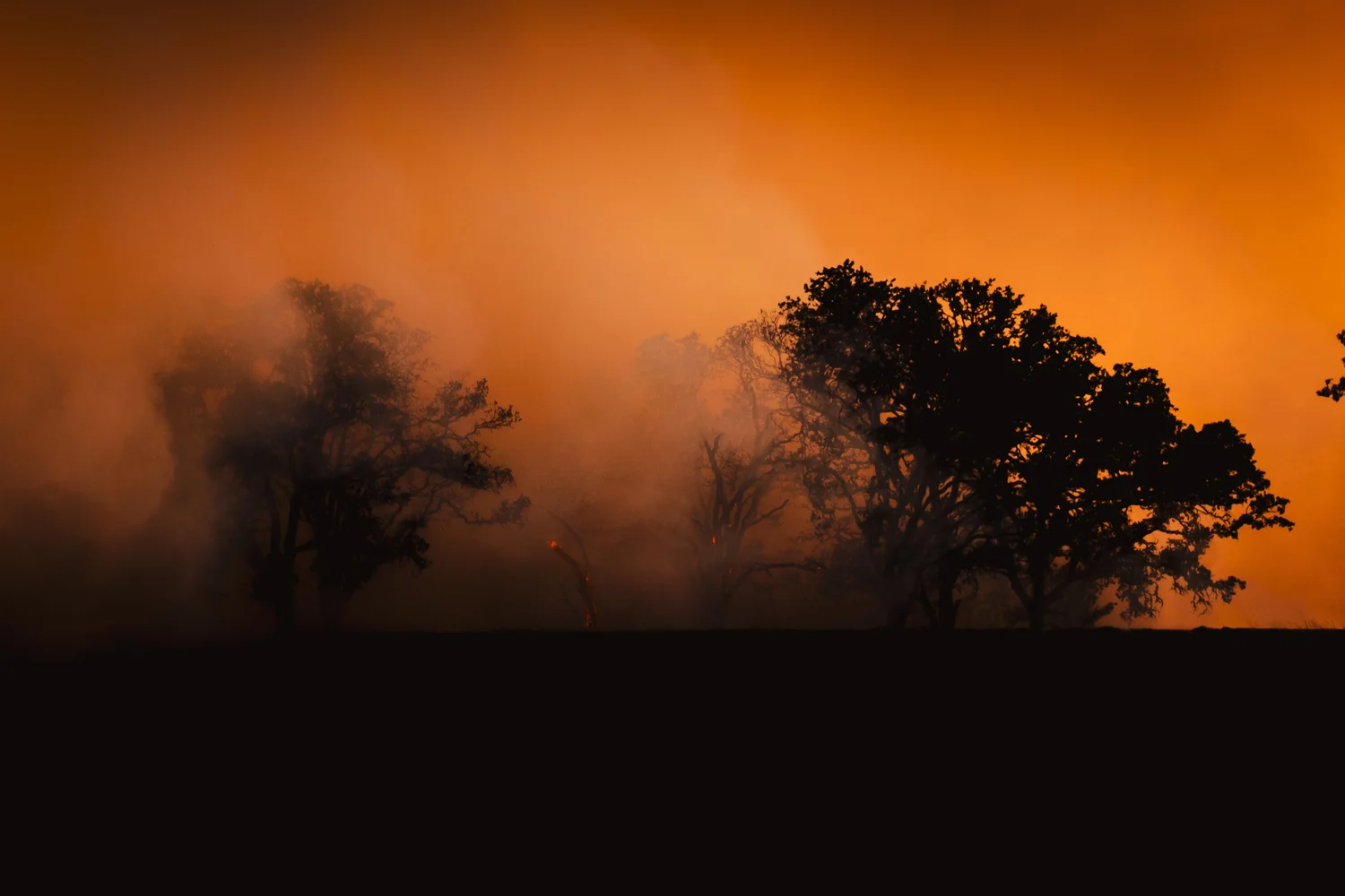 Glowing Trees — Alex Walker