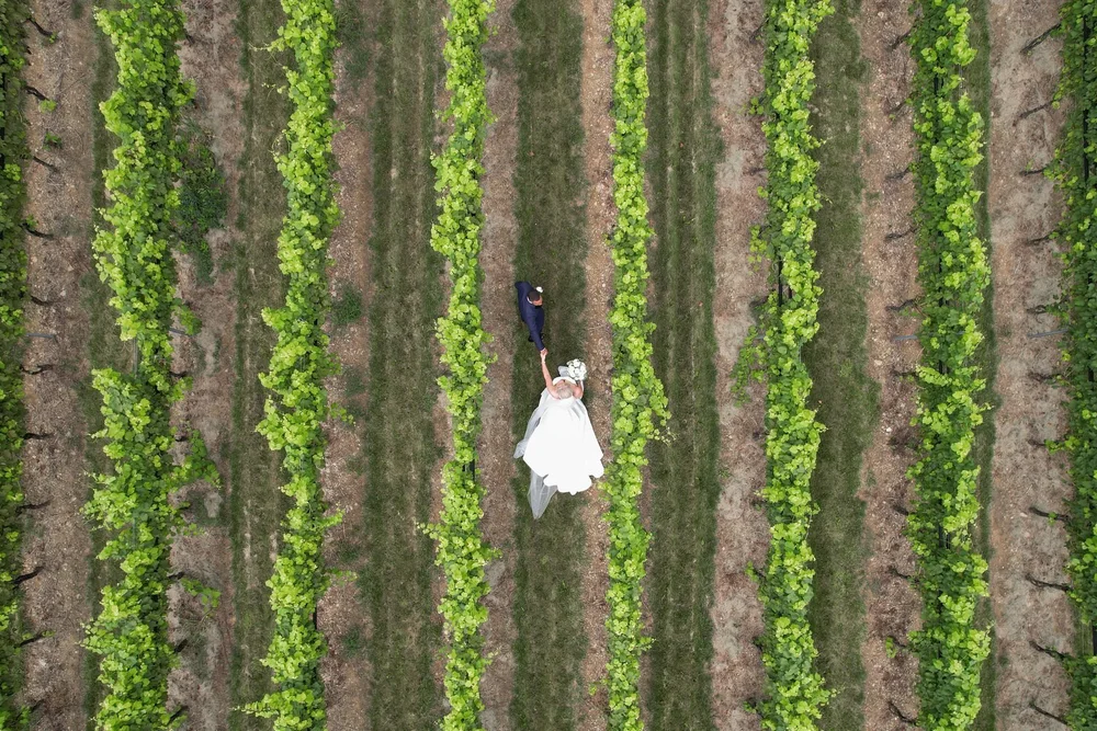 Aerial view of a bride and groom between the vineyard rows at Folino Estate