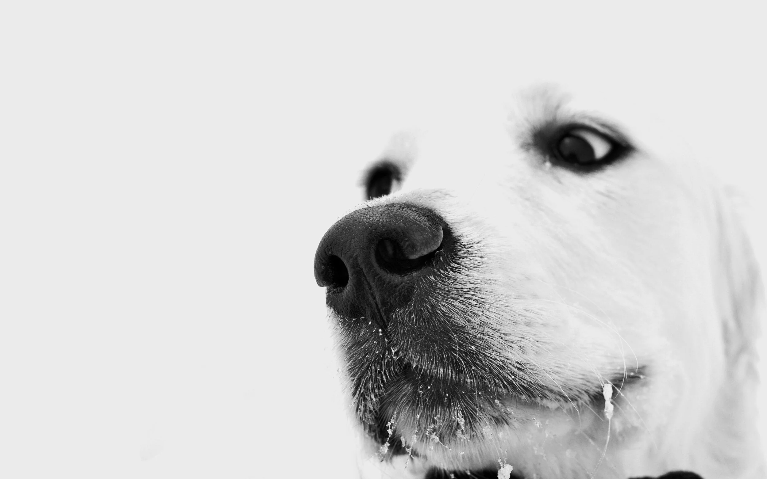 Paws to Pals pet adoption experience