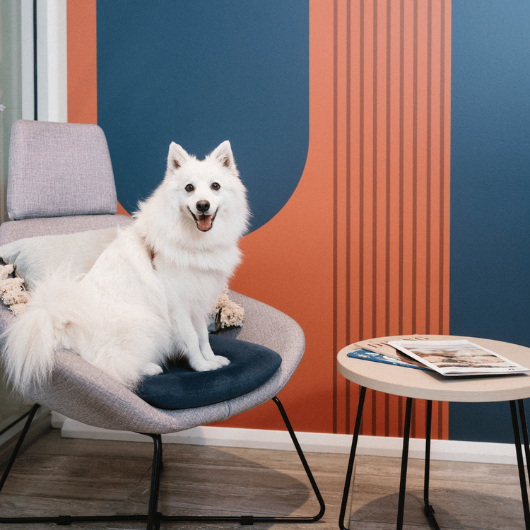 Pet friendly room at Toms Court Hotel