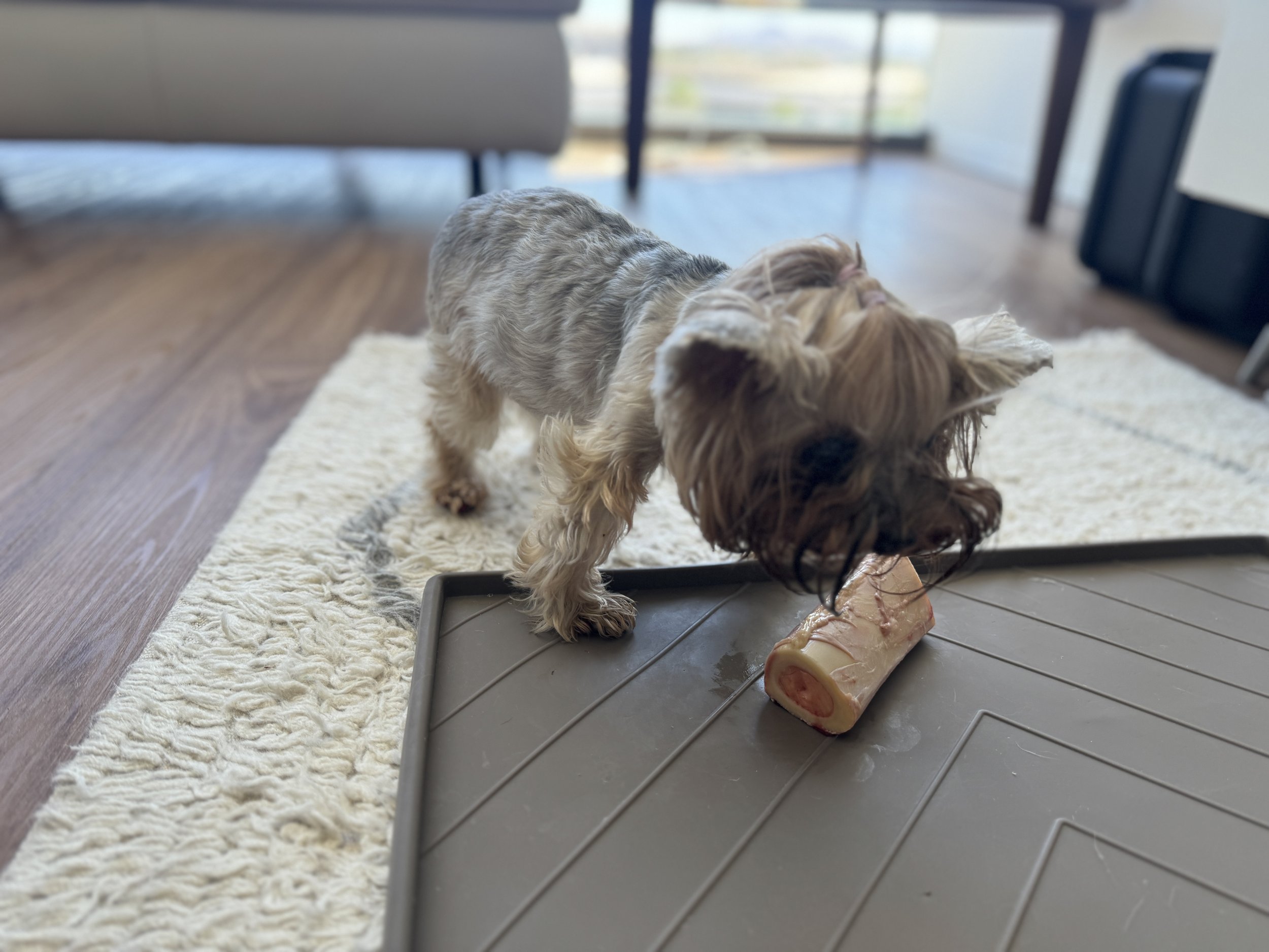 Lola the Yorkshire Terrier enjoying her first bone marrow bone