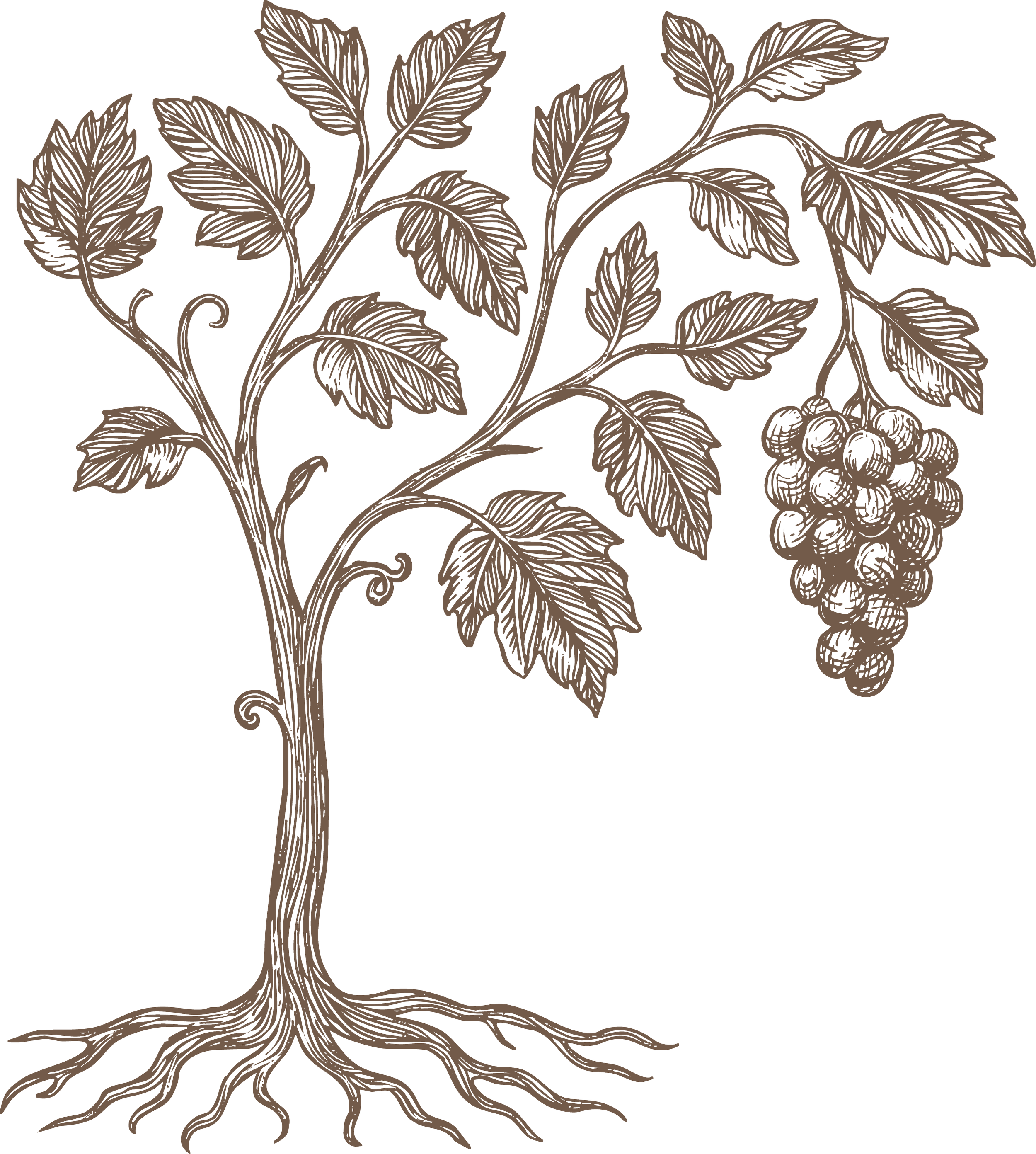 Sunday Series grapevine illustration