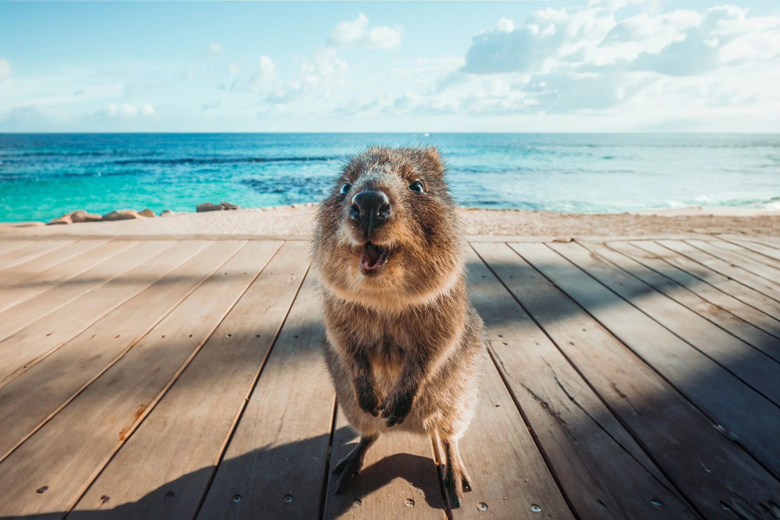 Quokka on Rottnest Island