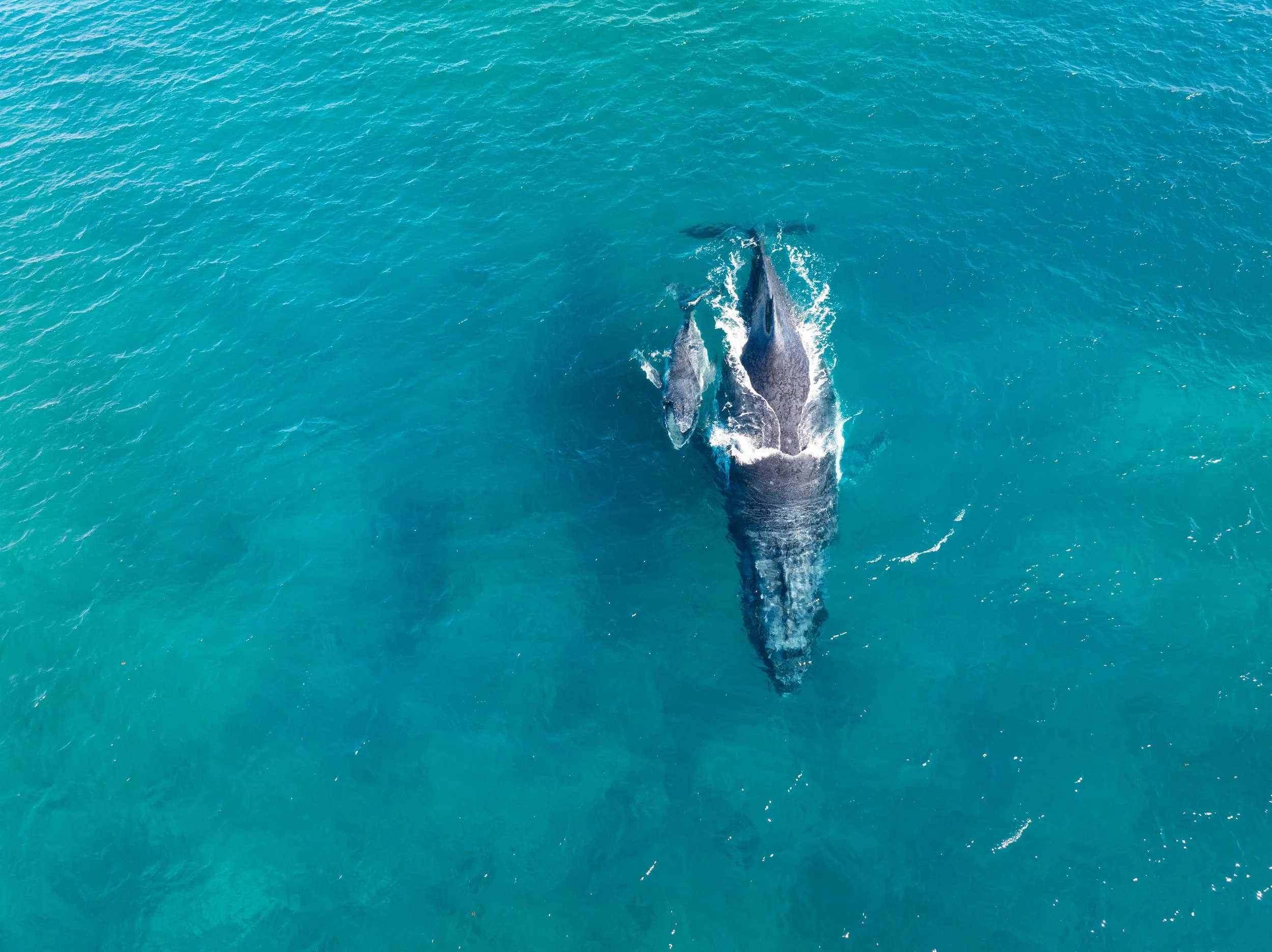 Whale calf off the Western Australian coast