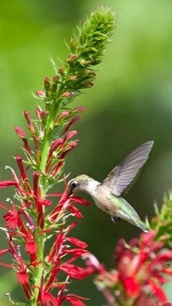 Golden ragwort blooming with yellow daisy-like flowers