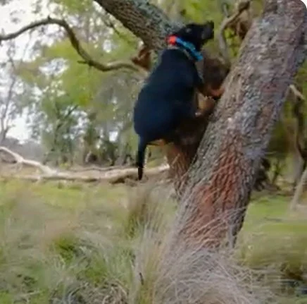 Conservation dog at work