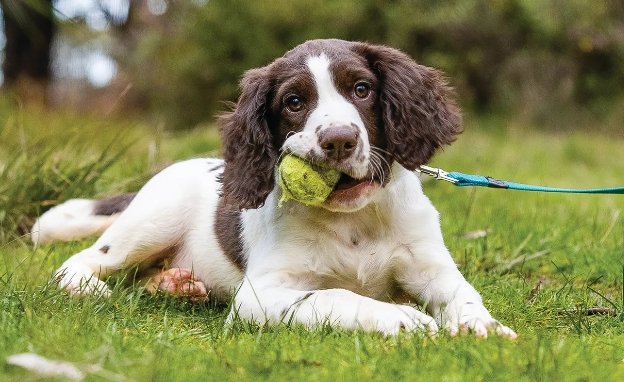 Conservation dog on patrol