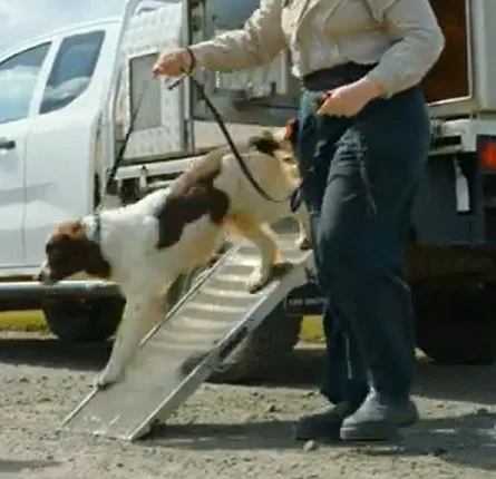 Conservation dog in field