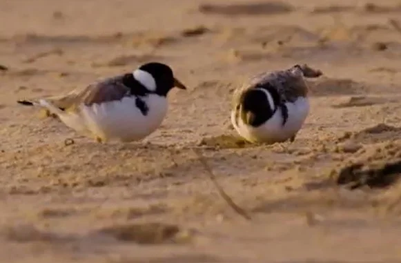 Handler with conservation dog