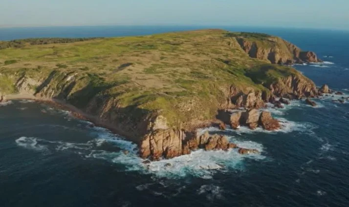 Conservation dog training