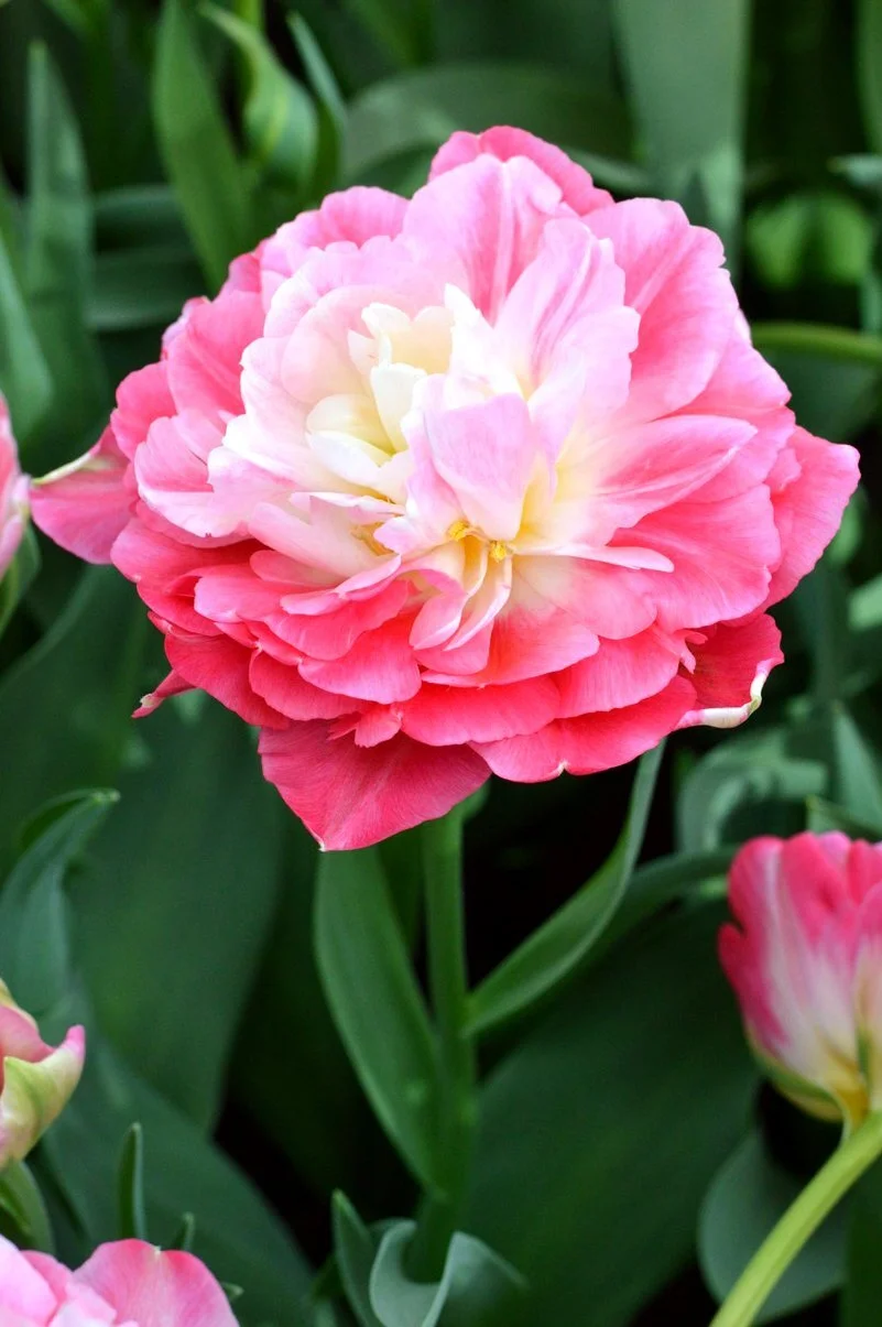 Тюльпан дабл шуга эксклюзив. Тюльпан double sugar. Тюльпан браун шугар. Сахар в тюльпаны. Тюльпаны дарвиновы гибриды.