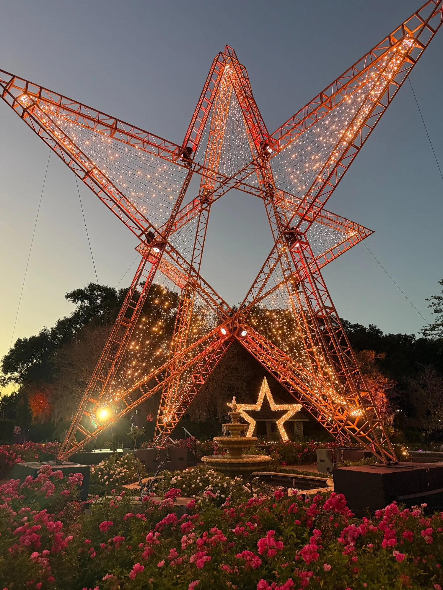 The 50-foot illuminated star surrounded by blooming roses in the Rose Garden in 2025