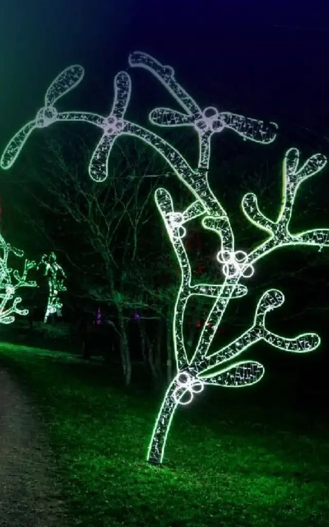 Under the Mistletoe, a pathway beneath glowing mistletoe