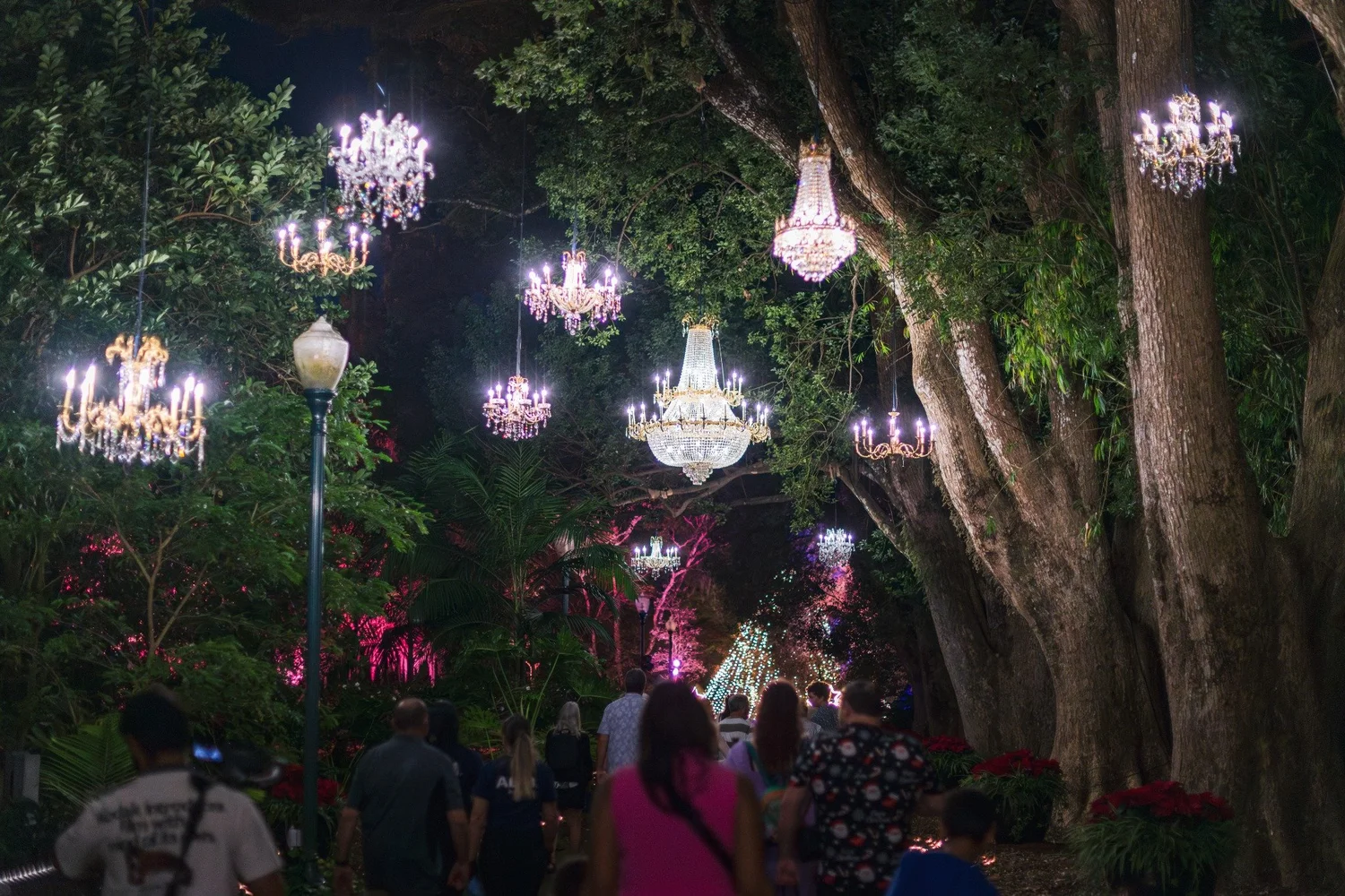 Crystal chandeliers glowing among the trees along Camphor Row in 2025
