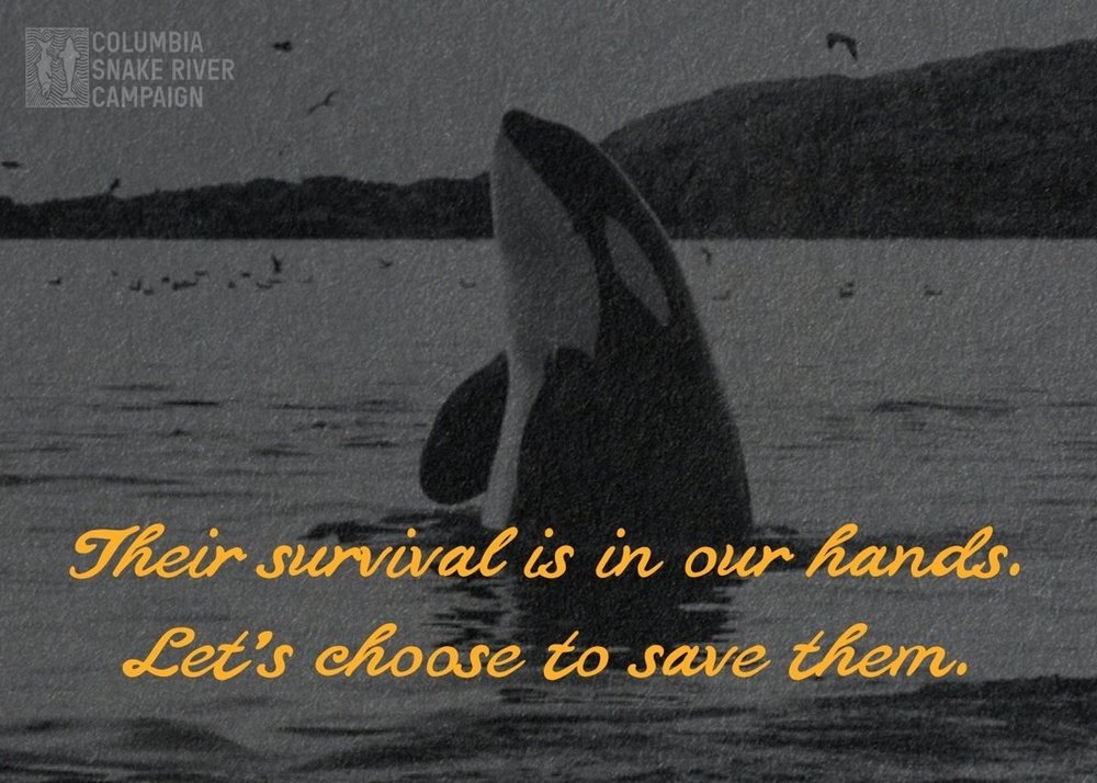 Columbia Snake River Campaign postcard with an orca