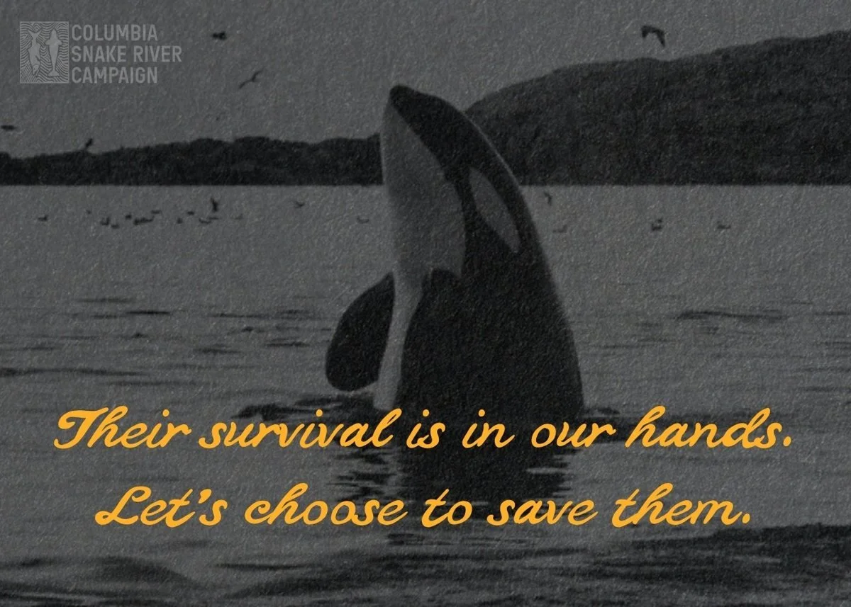 Columbia Snake River Campaign postcard with an orca