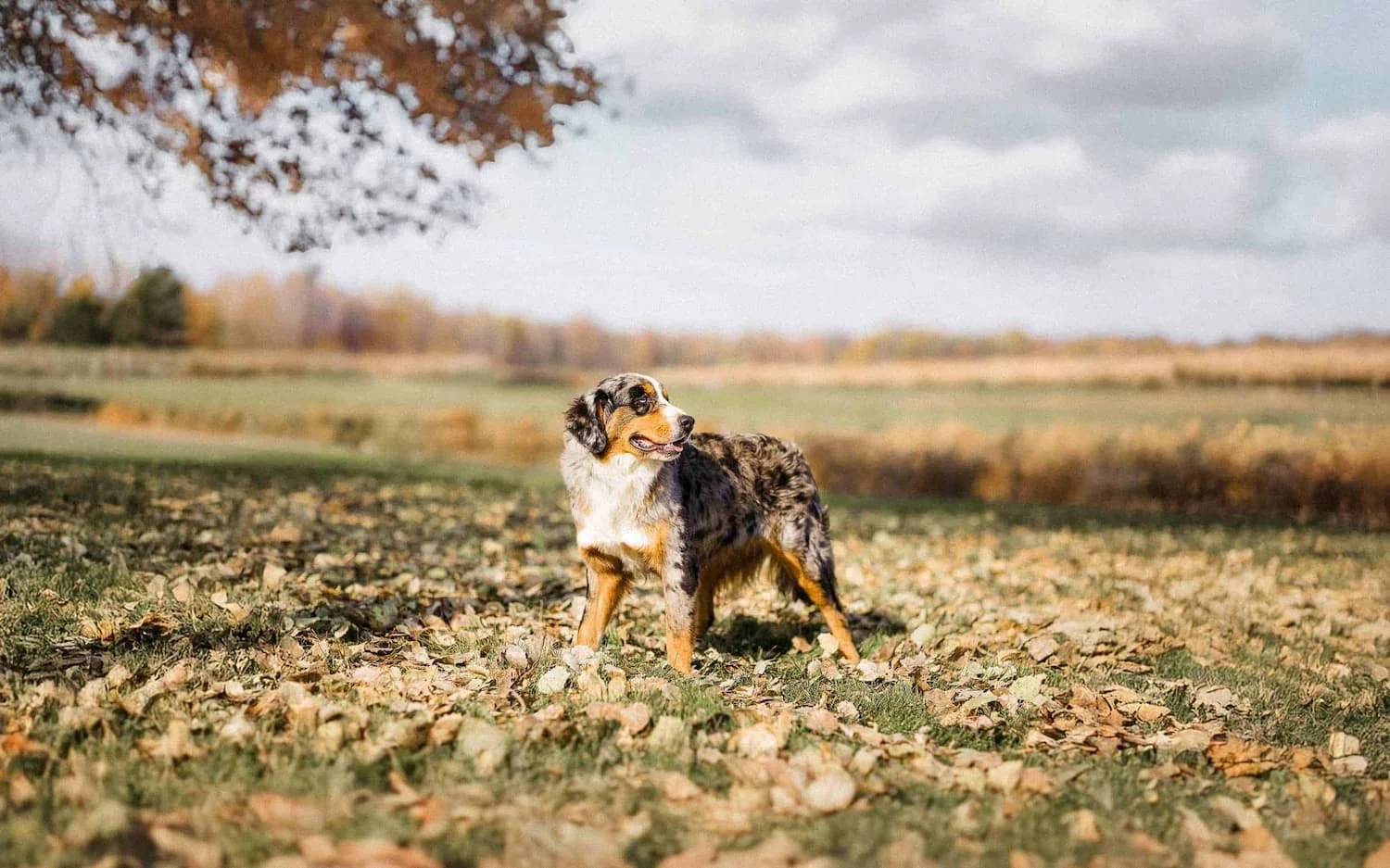 Apollo, blue merle tri Australian Mountain Dog at Stokeshire Designer Doodles