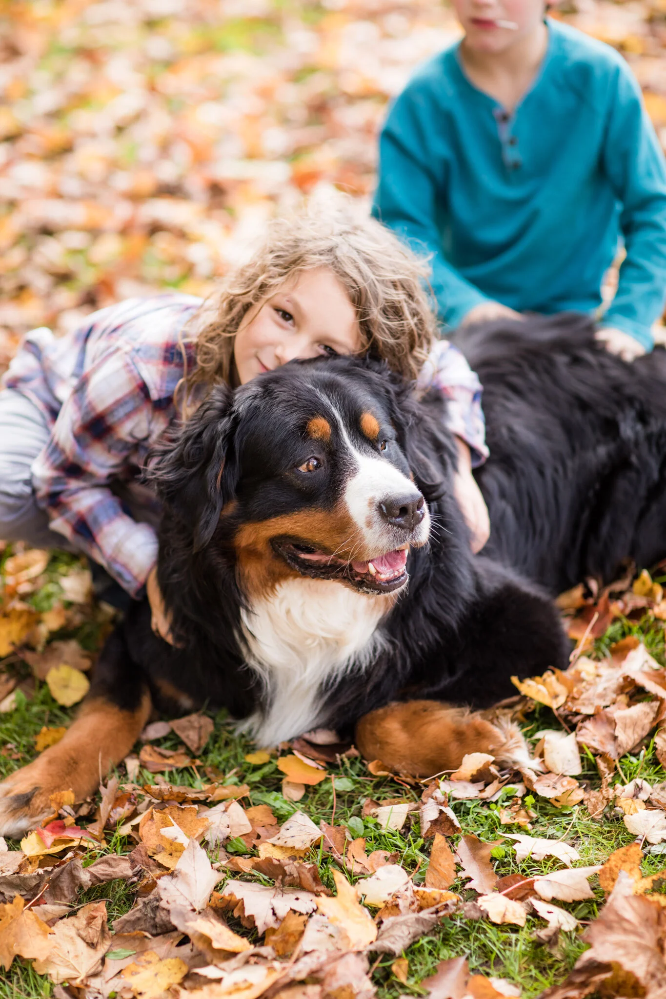 Stokeshire family dog