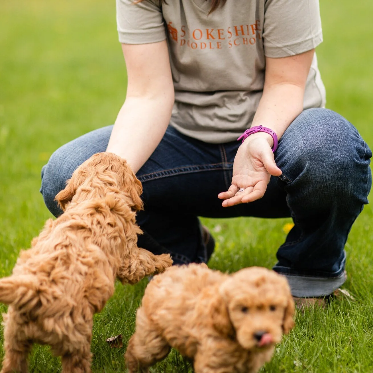 Stokeshire Doodle School trainer kneeling in the grass with two young doodle puppies