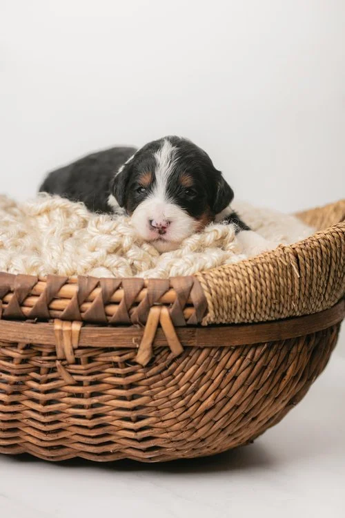 Tricolor Bernedoodle puppy in a basket at Stokeshire Designer Doodles, Wisconsin