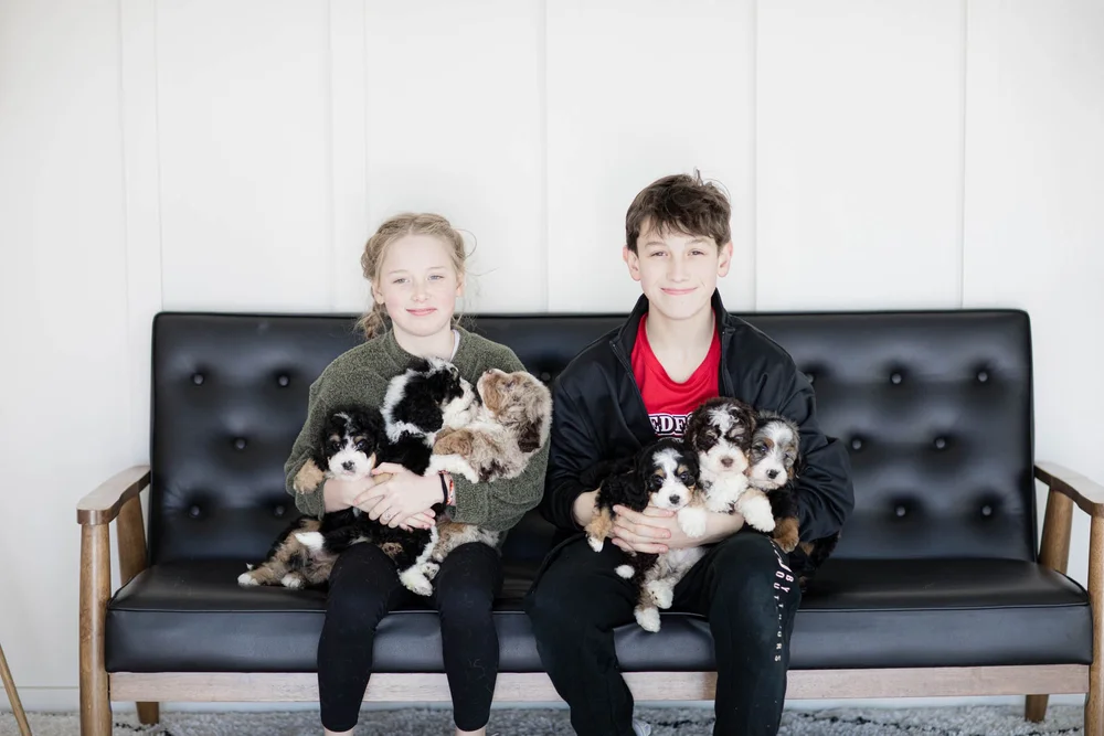 Stokeshire Bernedoodle puppy being held by a child in Wisconsin, raised with kids