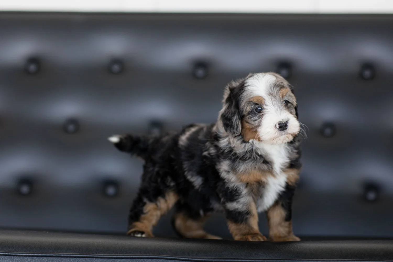 Blue merle tri mini Bernedoodle puppy at six weeks, family-raised at Stokeshire in Wisconsin