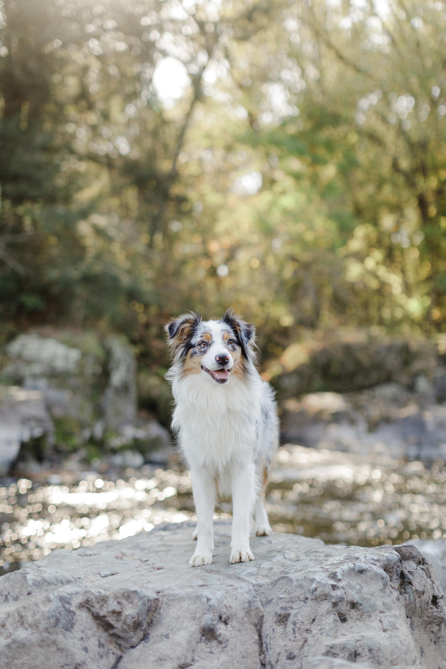 Stokeshire Designer Doodles, a licensed Wisconsin breeder of Australian Mountain Doodles and parent breed Australian Shepherds
